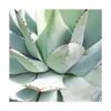 Agave Parryi/pot De 7,5l -VIDA Plantes Magasin 6411c5de68ba74.28269650