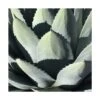 Agave Parryi Chihuahua/pot De 5l -VIDA Plantes Magasin 6411c5eb055fd1.09201035