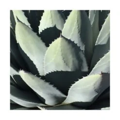 Agave Parryi Chihuahua/pot De 5l