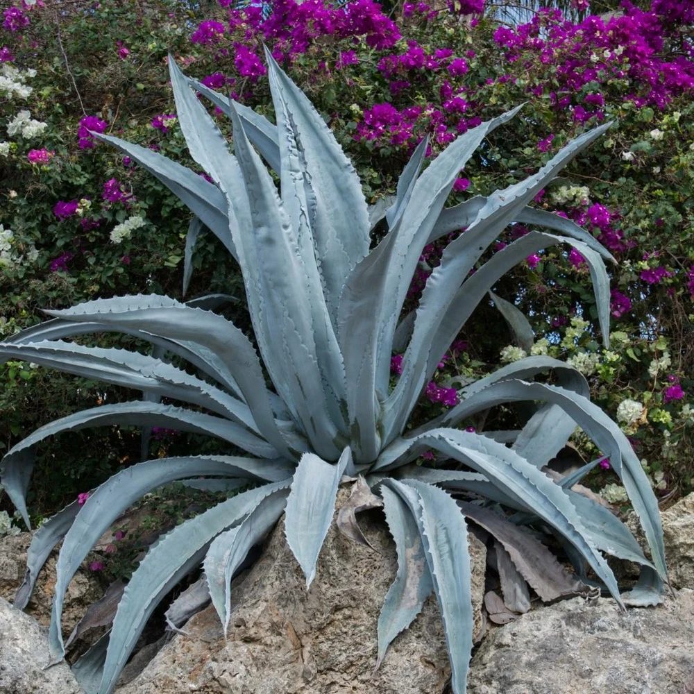 Agave D'amérique Americana/pot De 4l - 20/40 Cm 3 Agave D'amérique Americana/pot De 4l - 20/40 Cm