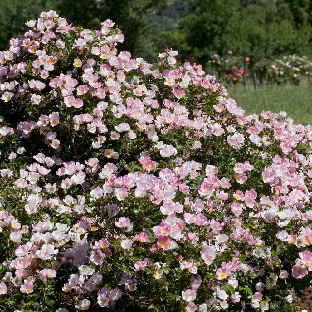 Rosier Bingo Meillandecor ® Meipotal Le Pot De 2l 3 Rosier Bingo Meillandecor ® Meipotal Le Pot De 2l