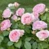 Rosier Sophia Romantica ® Meisselpier Le Pot De 2l -VIDA Plantes Magasin 6412103b6ab716.36618419