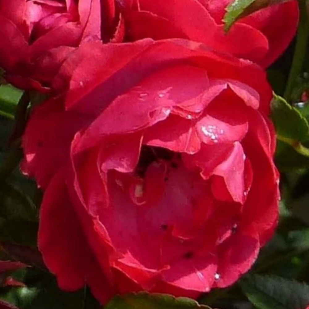 Rosier Miniature 'fêtes Des Mères' - 3 Rosier Miniature 'fêtes Des Mères' -