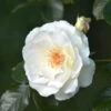 Rosier Grimpant 'neige D'avril' - -VIDA Plantes Magasin 6419b62c839a14.11984210
