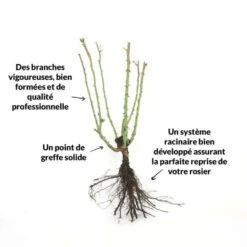 Rosier 'diorama' - -VIDA Plantes Magasin 6419b64b16ab27.97474187