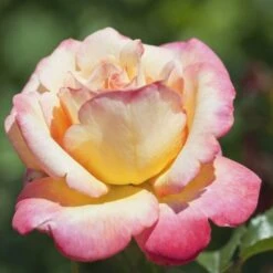 Rosier 'mme A. Meilland' - 9 Rosier 'mme A. Meilland' - -VIDA Plantes Magasin 6419b656862295.92487417