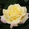 Rosier 'mme A. Meilland' - 1 Rosier 'mme A. Meilland' - -VIDA Plantes Magasin 6419b6568da7c8.90763888