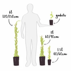 Jasmin Officinal 'affine' - Jasminum Officinalis 3l -VIDA Plantes Magasin 641db2f9e94c76.84681425