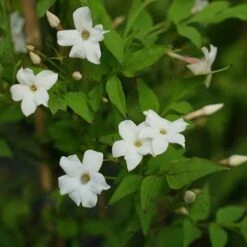 Jasmin Officinal 'affine' - Jasminum Officinalis 3l -VIDA Plantes Magasin 641db2f9f119f9.71093861