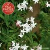 Jasmin Officinal 'affine' - Jasminum Officinalis 3l -VIDA Plantes Magasin 641db2fa078b20.14259087