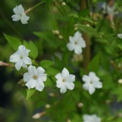 Jasmin Officinal 'affine' - Jasminum Officinalis 3l -VIDA Plantes Magasin 641db2fa134182.77975992