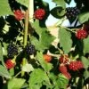 Mûre 'thornfree'- Rubus Fruticosus 3l -VIDA Plantes Magasin 641db340834f31.34618991