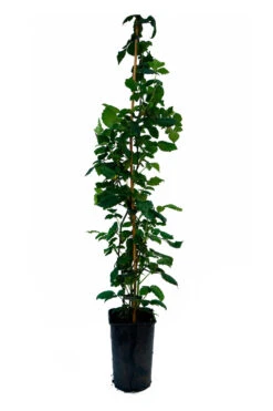 Mûre 'thornfree'- Rubus Fruticosus 3l -VIDA Plantes Magasin 641db34099e109.67011798