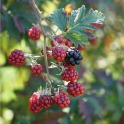 Mûre 'géante Des Jardins' - Rubus Fruticosus 3l -VIDA Plantes Magasin 641db34197bcd7.62719145