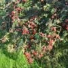 Mûre 'géante Des Jardins' - Rubus Fruticosus 3l -VIDA Plantes Magasin 641db341a48529.45256720