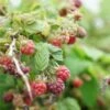 Mûre-framboise Tayberry - Rubus Tayberry 3l 1 Mûre-framboise Tayberry - Rubus Tayberry 3l -VIDA Plantes Magasin 641db342aa0ad2.79447723