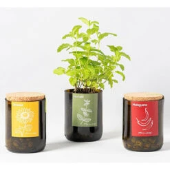 Kit Bouteille Prêt à Pousser Menthe 7 Kit Bouteille Prêt à Pousser Menthe -VIDA Plantes Magasin 6420e04aa617a5.75494145
