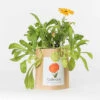 Sac Papier Prêt à Cultiver Calendula -VIDA Plantes Magasin 6420e04cd029c8.14627911