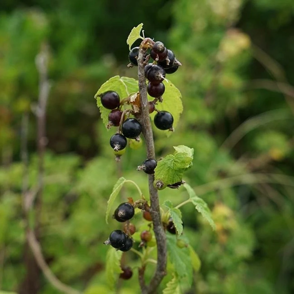 Cassissier 'andega' - Cassissier Nigrum 3l 4 Cassissier 'andega' - Cassissier Nigrum 3l â Image 2