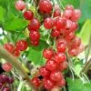 Groseillier à Grappes 'jonkheer Van Tets' - Ribes Rubrum 1,5l -VIDA Plantes Magasin 6420e09d71e0a3.96349854