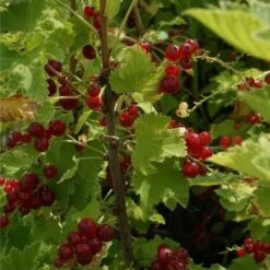 Groseillier à Grappes 'jonkheer Van Tets' - Ribes Rubrum 3l -VIDA Plantes Magasin 6420e0a3c22e78.57373624