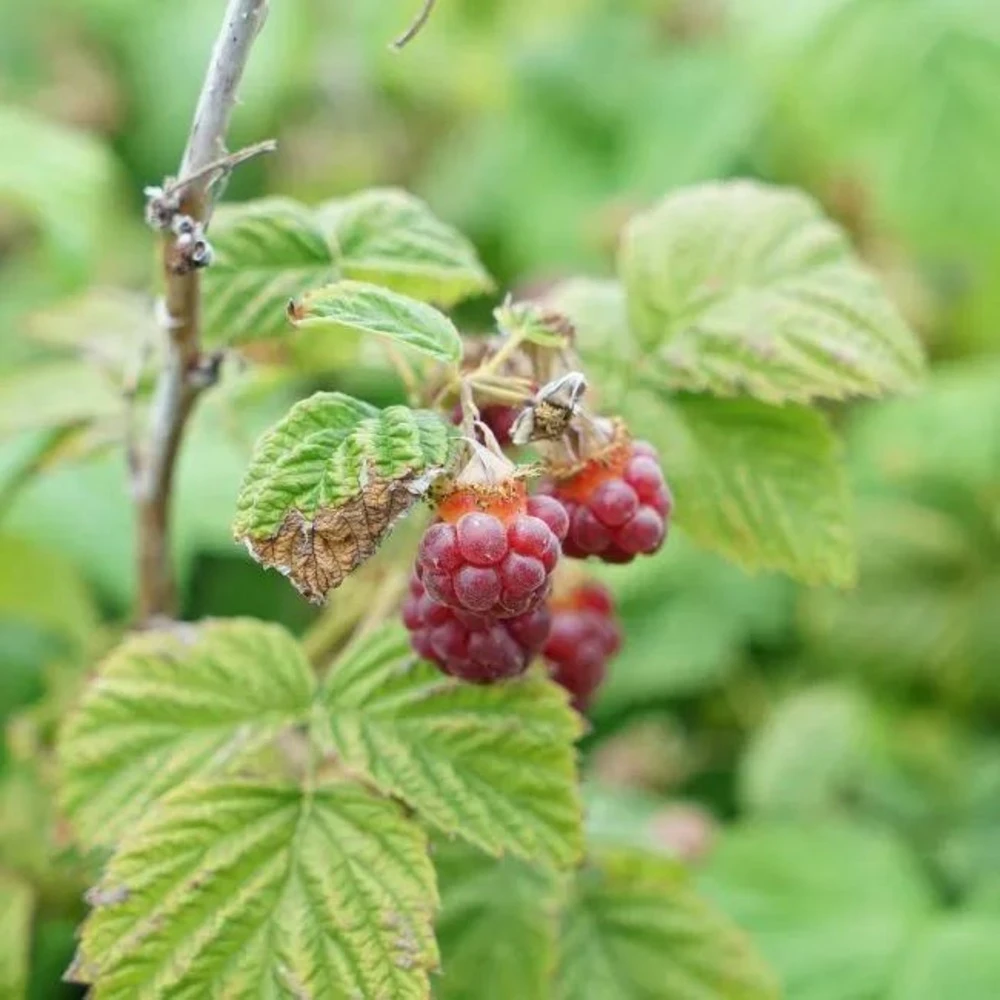 Framboisier 'malling Promise' - Framboisier Malling Promise 1.5l 4 Framboisier 'malling Promise' - Framboisier Malling Promise 1.5l – Image 2