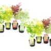 Assorti De 8 Erables Du Japon - Pot ⌀10 Cm - H.25-40cm (hauteur Pot Incluse) -VIDA Plantes Magasin 6421dd63e1f649.07207815
