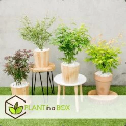 Assorti De 8 Erables Du Japon - Pot ⌀10 Cm - H.25-40cm (hauteur Pot Incluse) 8 Assorti De 8 Erables Du Japon - Pot ⌀10 Cm - H.25-40cm (hauteur Pot Incluse) -VIDA Plantes Magasin 6421dd63e6f720.35493338