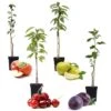 Assorti De 4 Arbres Fruitiers - Pot ⌀9cm - H.60-70cm (hauteur Pot Incluse) -VIDA Plantes Magasin 6421dd66d8e693.34016767
