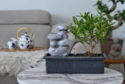 Set Bonsaï Et Cascade-pierres - Support L.30cm- H.25-30cm -VIDA Plantes Magasin 6422e176d2caf7.05056473