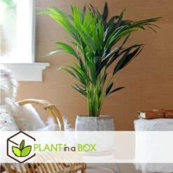 Palmier Kentia - Pot ⌀21 Cm - H. 130-140cm (hauteur Pot Incluse) -VIDA Plantes Magasin 6422e1866c5cc6.02870111