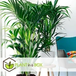 Palmier Kentia - Pot ⌀21 Cm - H. 130-140cm (hauteur Pot Incluse) -VIDA Plantes Magasin 6422e18682ded8.54376534