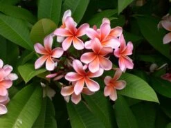 Plumeria Hawaaien - Pot ⌀17cm - H.55-75cm (hauteur Pot Incluse) -VIDA Plantes Magasin 6423324e299086.51146067