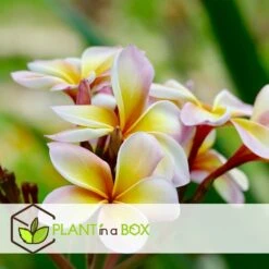 Plumeria Hawaaien - Pot ⌀17cm - H.55-75cm (hauteur Pot Incluse) -VIDA Plantes Magasin 6423324e2d9253.46646844