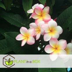 Plumeria Hawaaien - Pot ⌀17cm - H.55-75cm (hauteur Pot Incluse) -VIDA Plantes Magasin 6423324e3a2799.79275935