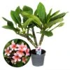 Plumeria Hawaaien - Pot ⌀17cm - H.55-75cm (hauteur Pot Incluse) -VIDA Plantes Magasin 6423324e3df133.10483411