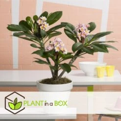Plumeria Hawaaien - Pot ⌀17cm - H.55-75cm (hauteur Pot Incluse) -VIDA Plantes Magasin 6423324e50d857.41817764