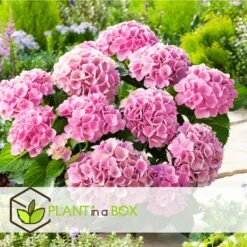 Set De 3 Hortensia Rose - Pot ⌀9cm - H.25-40cm (hauteur Pot Incluse) -VIDA Plantes Magasin 64233253a9b585.52138537