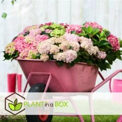 Set De 3 Hortensia Rose - Pot ⌀9cm - H.25-40cm (hauteur Pot Incluse) -VIDA Plantes Magasin 64233253af3a81.36590456