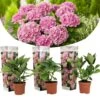 Set De 3 Hortensia Rose - Pot ⌀9cm - H.25-40cm (hauteur Pot Incluse) -VIDA Plantes Magasin 64233253b38a24.93744909