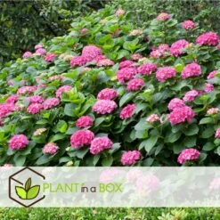 Set De 3 Hortensia Rose - Pot ⌀9cm - H.25-40cm (hauteur Pot Incluse) -VIDA Plantes Magasin 64233253b82f01.05331596