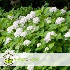 Set De 3 Hortensia Blanc - Pot ⌀9cm - H.25-40cm (hauteur Pot Incluse) -VIDA Plantes Magasin 64233254e0bae3.75313331