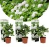 Set De 3 Hortensia Blanc - Pot ⌀9cm - H.25-40cm (hauteur Pot Incluse) -VIDA Plantes Magasin 64233254e53b43.60710498