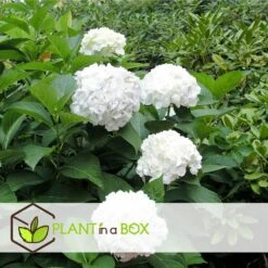 Set De 3 Hortensia Blanc - Pot ⌀9cm - H.25-40cm (hauteur Pot Incluse) -VIDA Plantes Magasin 64233254f3f363.76442034