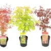 Set De 3 Erables Japonnais - Pot ⌀19cm - H.60-70cm (hauteur Pot Incluse) - Acer Japonica - Plantes Rustique -VIDA Plantes Magasin 642332562bd8a9.42609713
