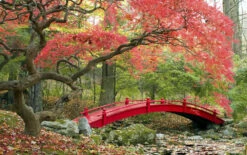 Set De 3 Erables Japonnais - Pot ⌀19cm - H.60-70cm (hauteur Pot Incluse) - Acer Japonica - Plantes Rustique -VIDA Plantes Magasin 64233256479f90.69850499