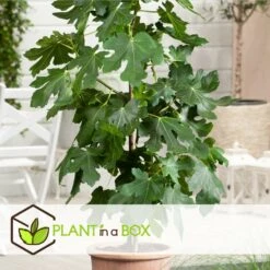 Set De 2 Ficus Carica - Pot ⌀9cm - H.25-40cm (hauteur Pot Incluse) -VIDA Plantes Magasin 64233258aed6c2.75062578