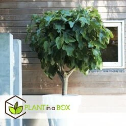 Set De 2 Ficus Carica - Pot ⌀9cm - H.25-40cm (hauteur Pot Incluse) -VIDA Plantes Magasin 64233258b421e6.98737418