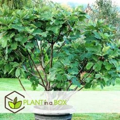 Set De 2 Ficus Carica - Pot ⌀9cm - H.25-40cm (hauteur Pot Incluse) -VIDA Plantes Magasin 64233258bdd842.98002506