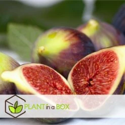 Set De 2 Ficus Carica - Pot ⌀9cm - H.25-40cm (hauteur Pot Incluse) -VIDA Plantes Magasin 64233258cb75f1.63559053